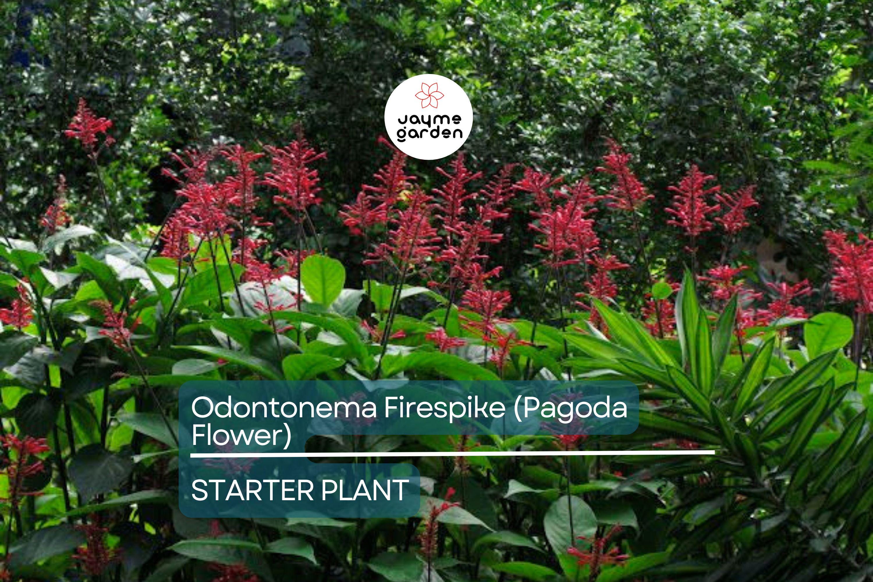 Odontonema Firespike (Pagoda Flower) | Odontonema strictum Live Plant | Vibrant Red Blooms | Butterfly & Hummingbird Magnet