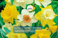 Narcissus Trumpet Daffodil Mix – 6 Flower Plant Bulbs, Yellow, White, Orange, Pink, Bright Colors
