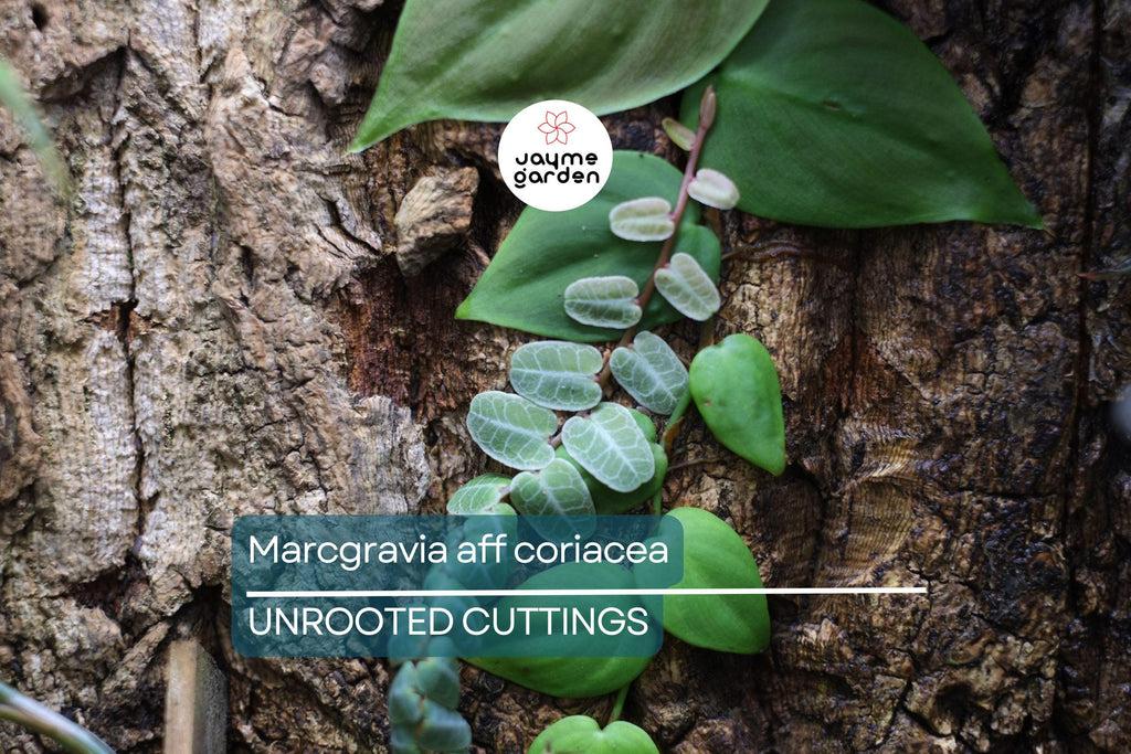 Marcgravia aff. coriacea Starter Plant - 10-Leaf Cutting for Terrariums, Fast-Rooting, High Humidity Plant