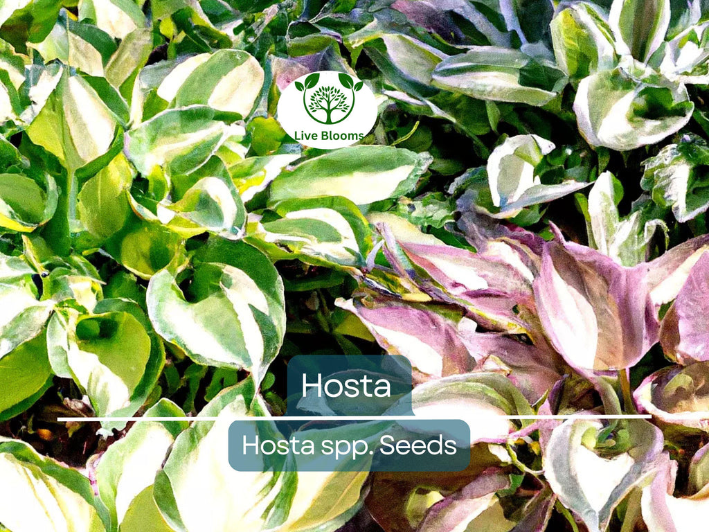 50 Hosta Seeds Mix - A Variety of Colors and Species, Perennial Shade Plant, Low Maintenance, Hardy Garden Starter, Decorative Foliage
