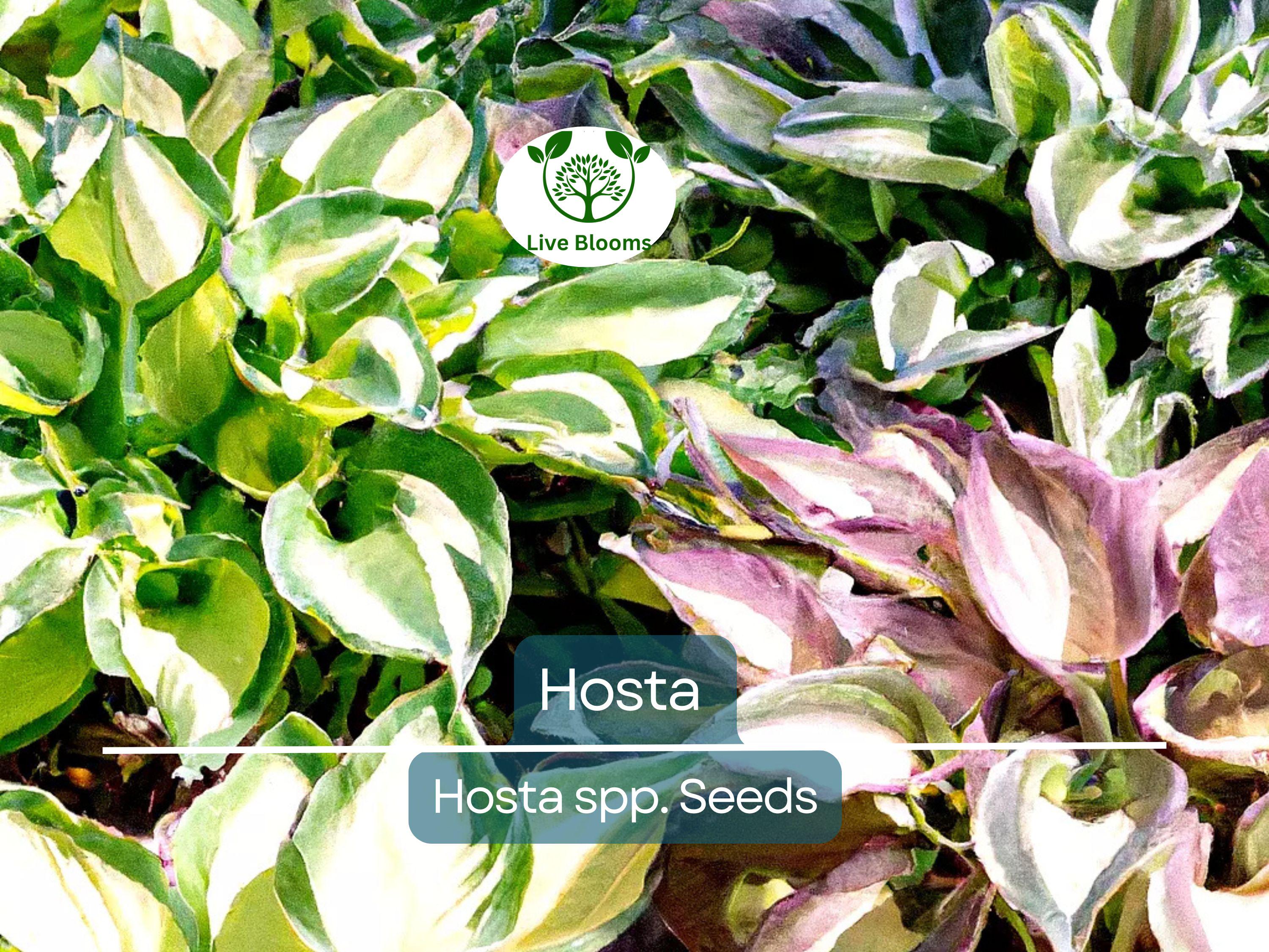 50 Hosta Seeds Mix - A Variety of Colors and Species, Perennial Shade Plant, Low Maintenance, Hardy Garden Starter, Decorative Foliage