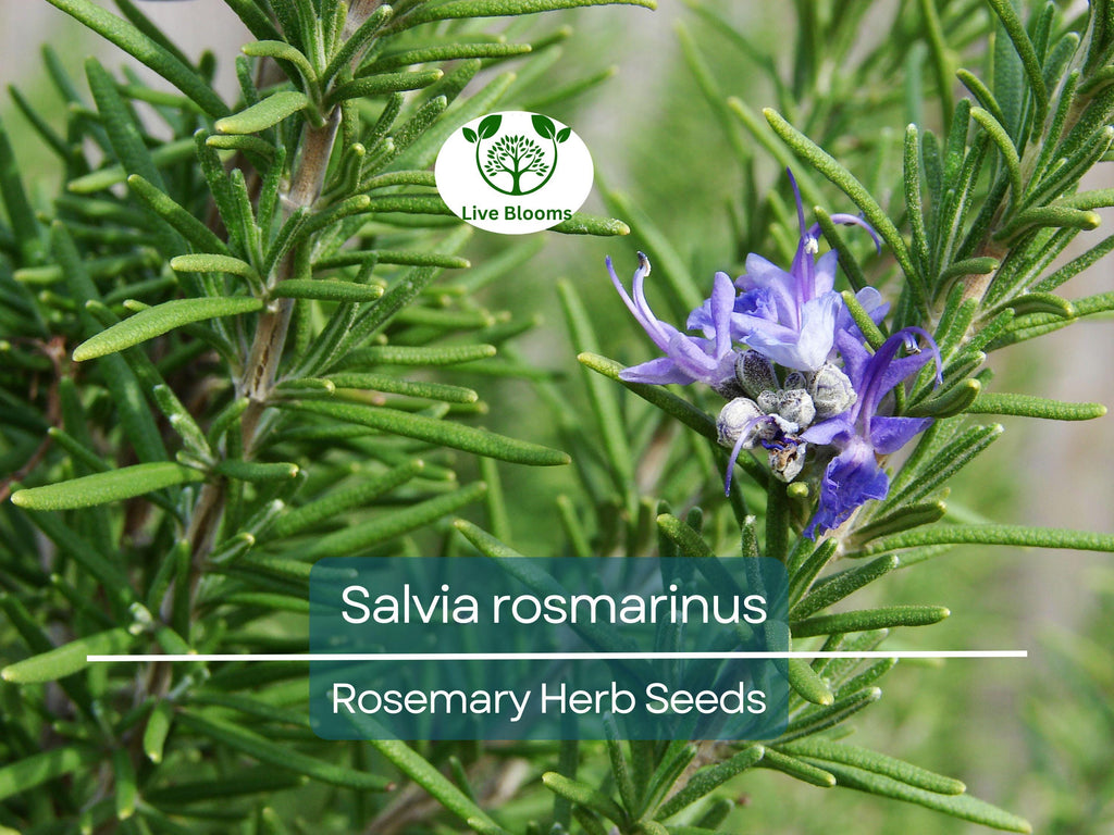 100 mg Seeds Rosemary Herb – Salvia rosmarinus for Planting | Aromatic Culinary for Home Gardens