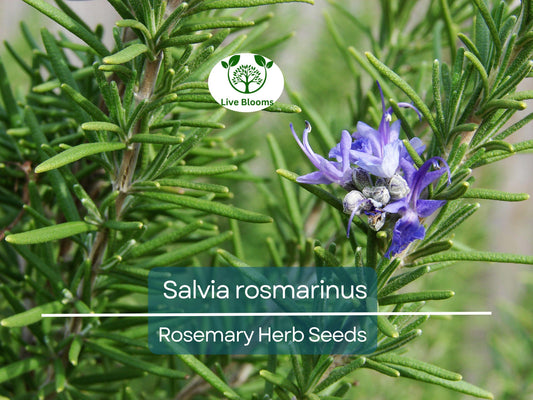 100 mg Seeds Rosemary Herb – Salvia rosmarinus for Planting | Aromatic Culinary for Home Gardens