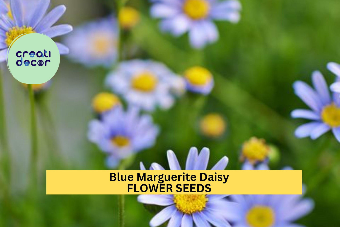 Blue Marguerite Daisy Seeds – 200+ Seeds – Sky-Blue Blooms with Yellow Centers for Pollinator Gardens, Containers & Borders – USA