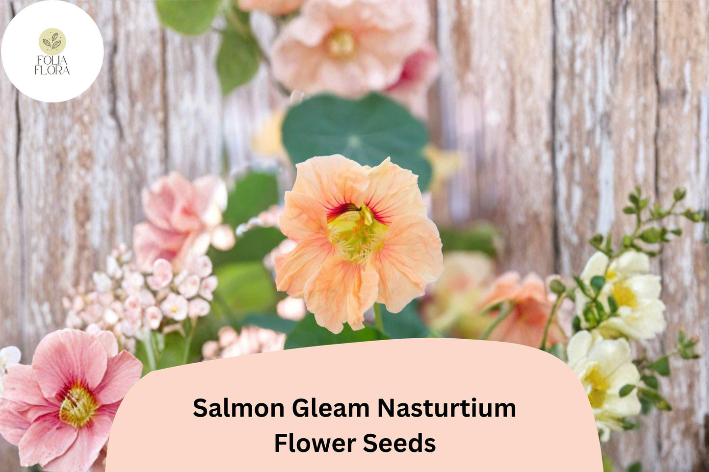 50+ Salmon Gleam Nasturtium Seeds | Tropaeolum majus | Vibrant Salmon-Orange Blooms