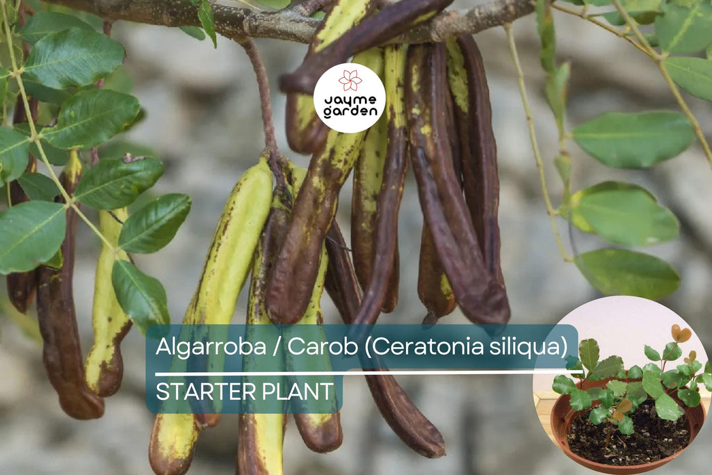 Carob Tree Starter Plant - Algarroba (Ceratonia siliqua) 12”-24” | Nutrient-Rich, Easy-Care Tree for Garden