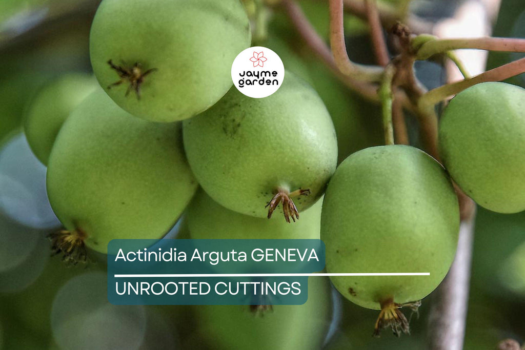 10 Hardy Kiwi Geneva Female Cuttings | Organic Actinidia Arguta | Grow Your Own Tropical Fruit | Root Yourself