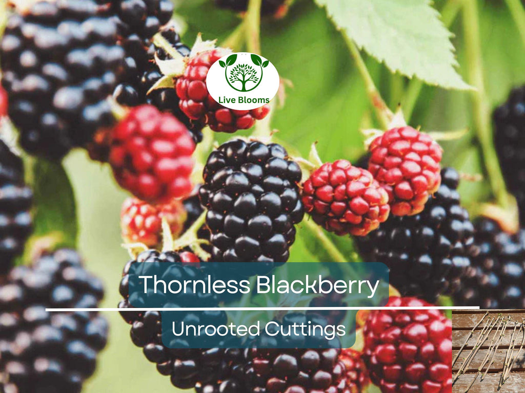 10 Organic Unrooted Thornless Blackberry Cuttings 5"-8" - Rubus fruticosus, Easy to Grow, Sweet Berries Plant, Home Garden, Fruit Cutting