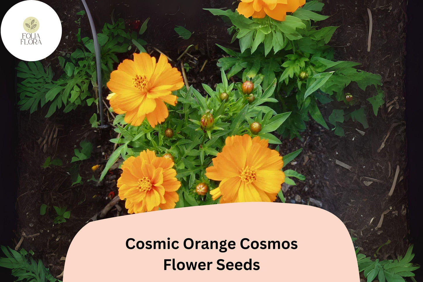 200+ Cosmic Orange Cosmos Seeds | Cosmos Sulphureus Bright Orange Annual Flowers for Garden