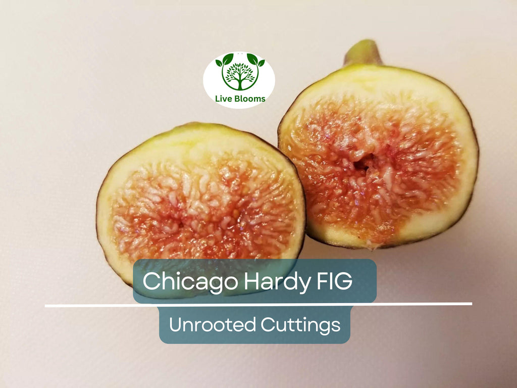 4 Chicago Hardy Fig Unrooted Cuttings/Scions 6" or Longer with 3+ Nodes - Freshly Cut, Ficus Carica, Perfect for Propagation & Planting