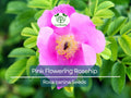 35 Rosa Canina Seeds - Pink Flowering Rosehip Rose Bush (Rosa canina) - Hardy, Fragrant, Perennial, Ideal for Gardens, Hips for Tea & Jam