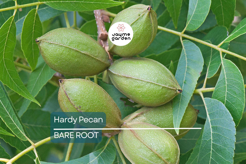 2 Hardy Pecan Tree Seedlings (Bare Root) – Live Nut Trees for Planting