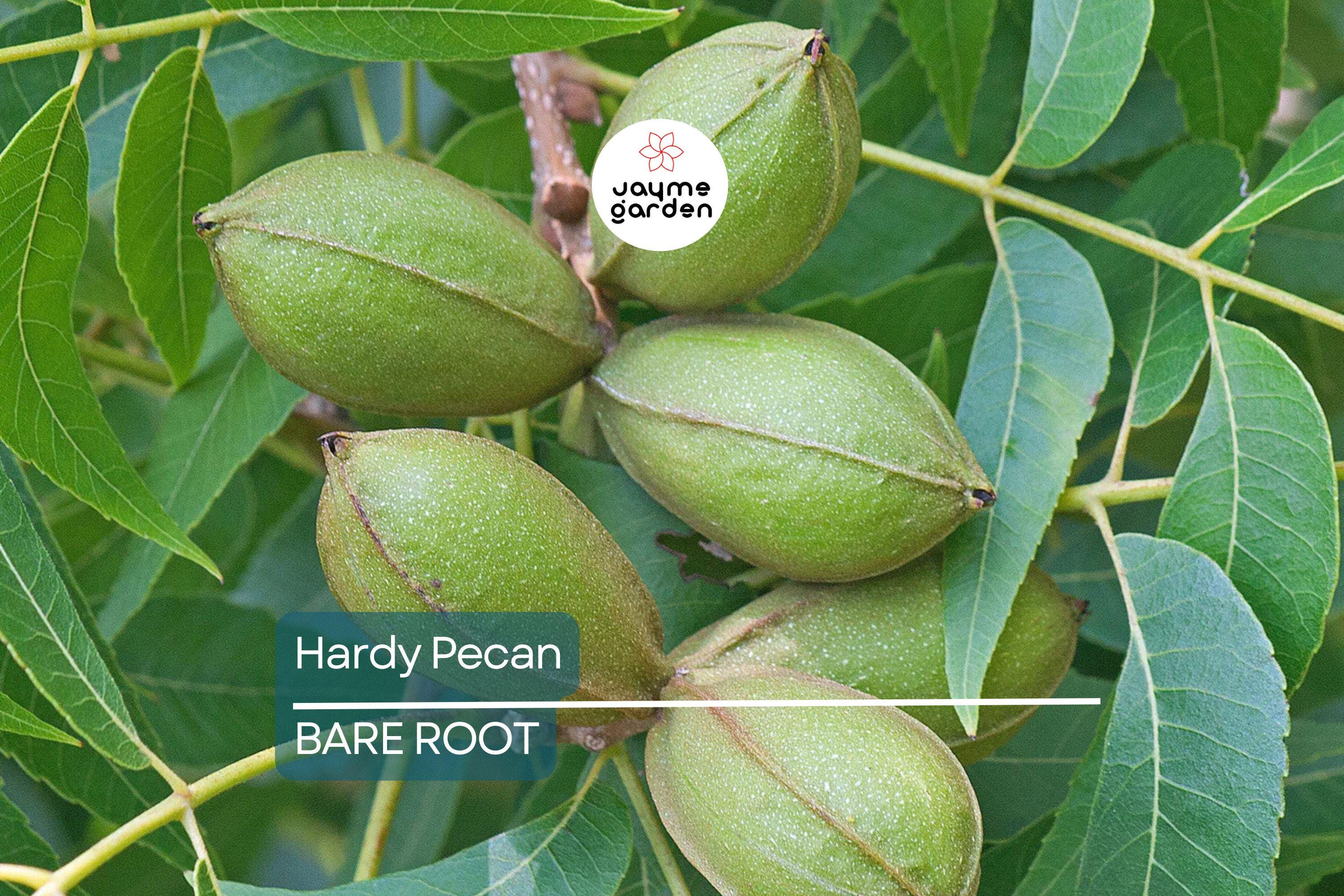 2 Hardy Pecan Tree Seedlings (Bare Root) – Live Nut Trees for Planting