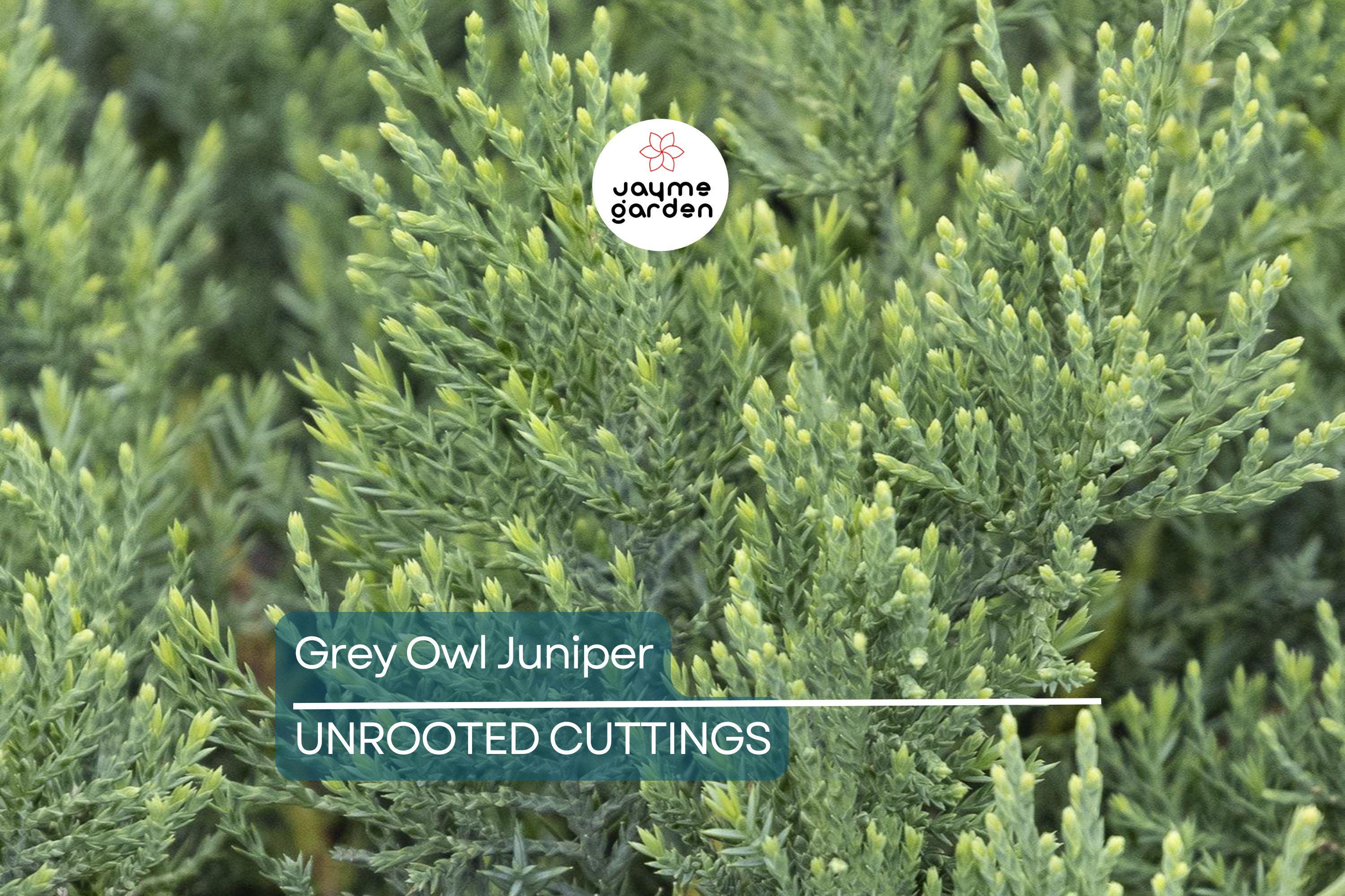 10 Fresh Cuttings Grey Owl Spreading Juniper (5-7") - Silvery Grey Evergreen Shrub, Drought Tolerant