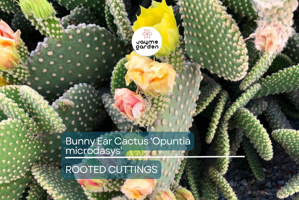 Bunny Ear Cactus (Opuntia microdasys) Live Succulent Plant – 6" Starter Cactus, Easy Care, Indoor/Outdoor