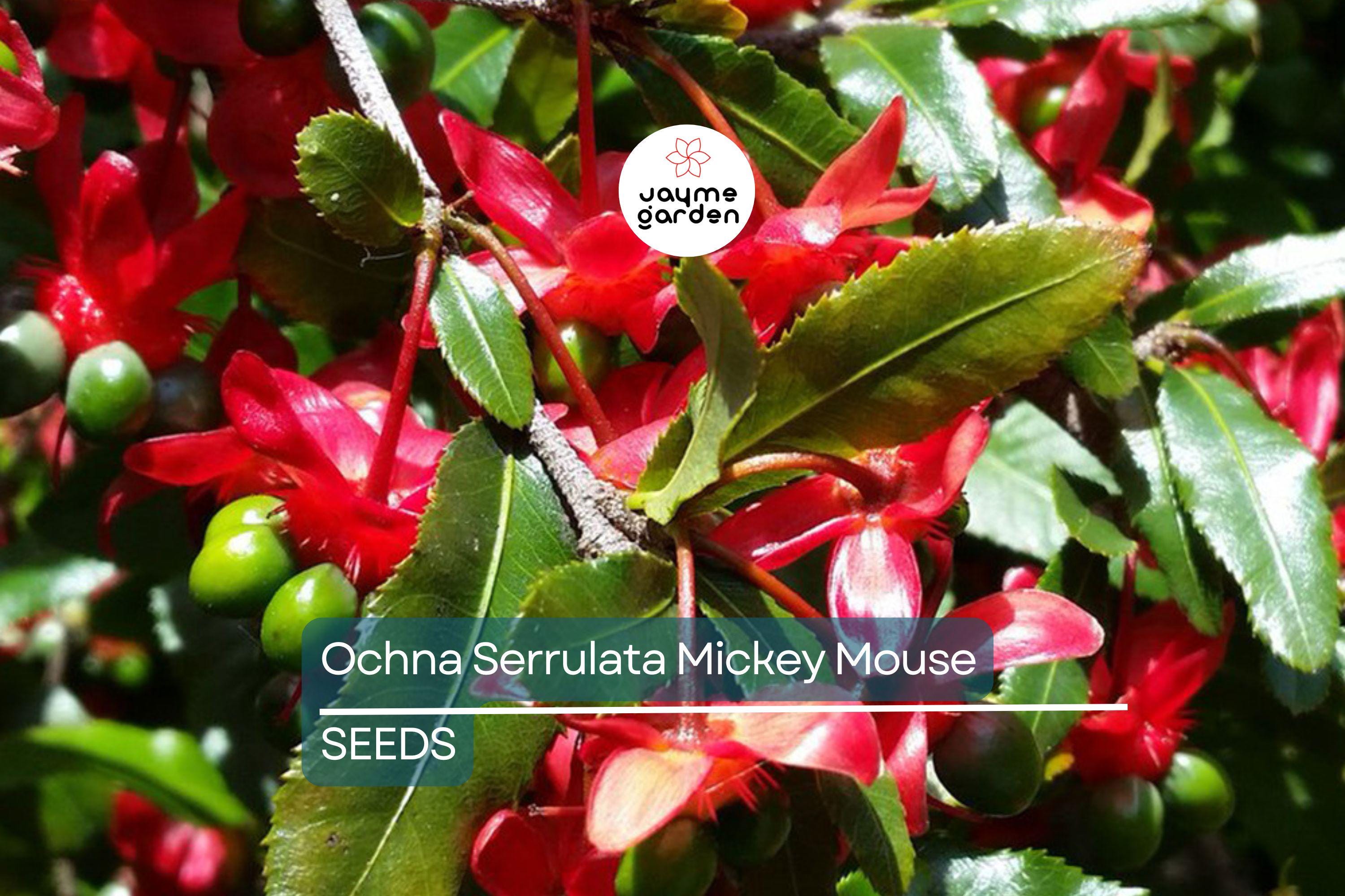 35 Ochna Serrulata Seeds - Mickey Mouse Plant - Yellow Flowers, Bonsai, Tropical Garden, Hardy Zones 9-11
