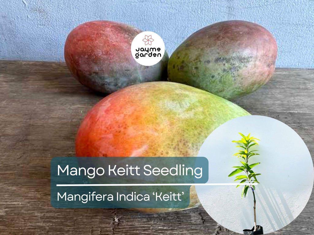 Grafted Mango Keitt Starter Plant Seedling - 3’-4’ Tall Live Tropical Fruit Tree - Sweet, Flavorful Mangoes for Garden or Container