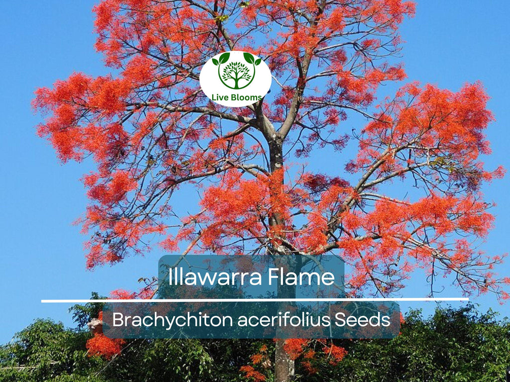 10 Illawarra Flame Seeds | Brachychiton acerifolius | Red Flowered Bottle Tree | Unique Australian Tree | Exotic, Vibrant Landscaping Plant