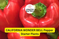 3 California Wonder Bell Pepper Starter Plants - Sweet & Crisp - High Yield for Gardens, Container, Cooking