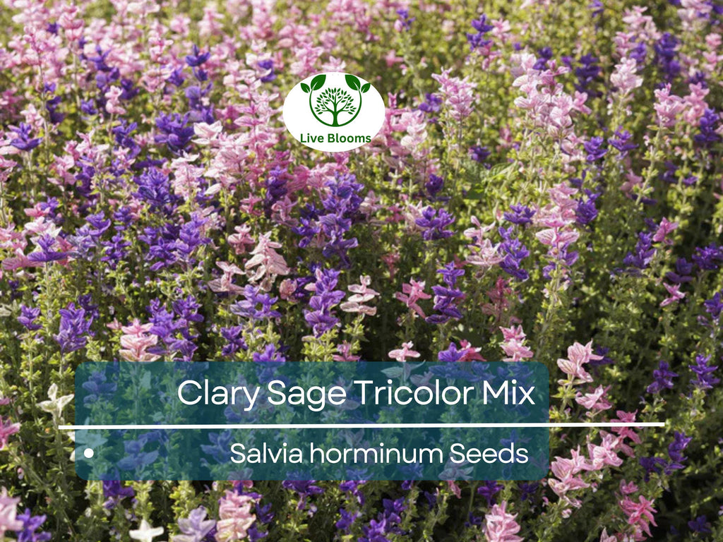 75 Clary Sage Tricolor Mix Seeds, Painted Sage, Native Wildflower, Non-GMO, Vibrant Garden Blooms, Pollinator-Friendly
