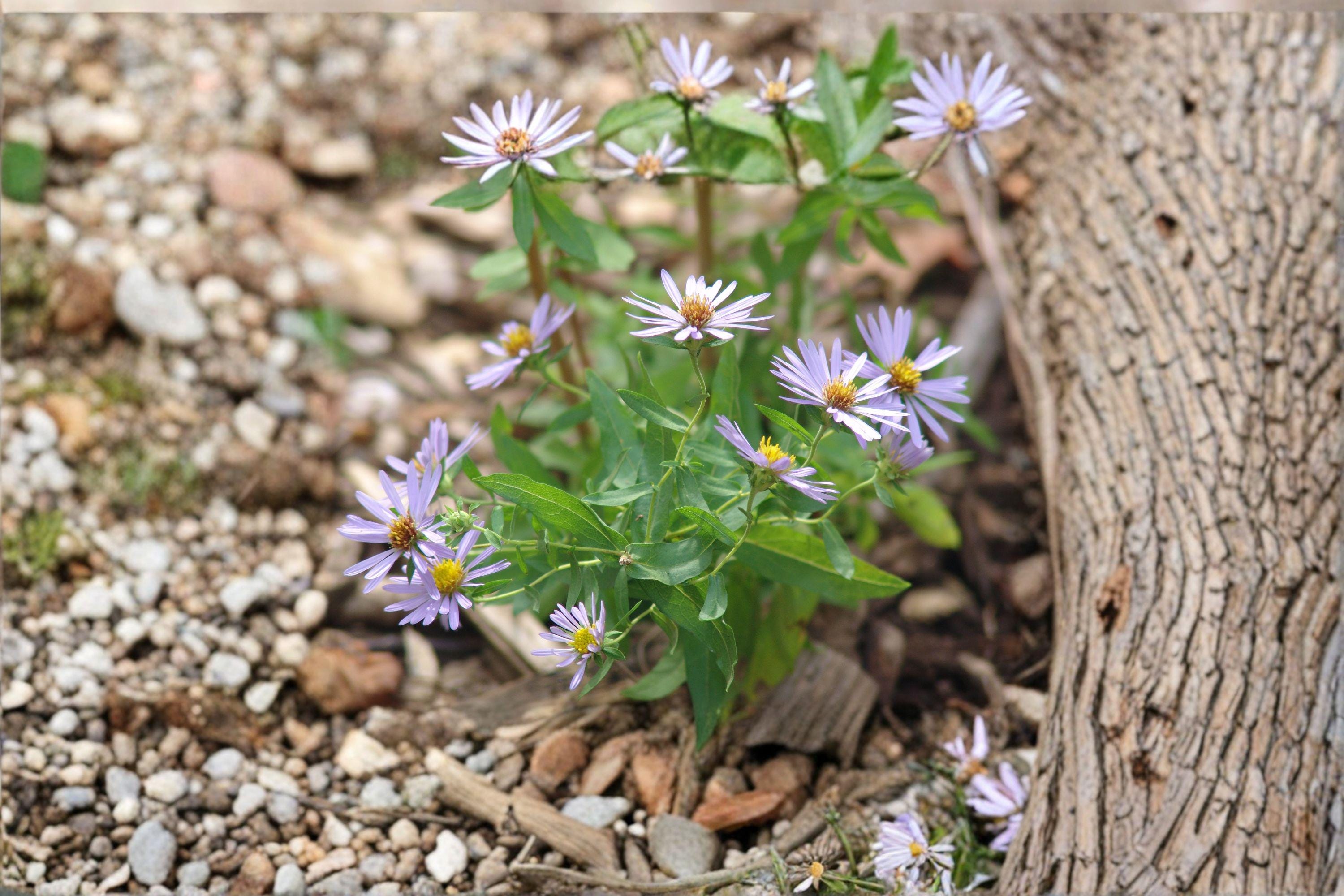 Symphyotrichum oblongifolium ‘Aromatic Aster’ – 100 Seeds | Native Fall-Blooming Perennial | Drought-Tolerant | Pollinator Favorite