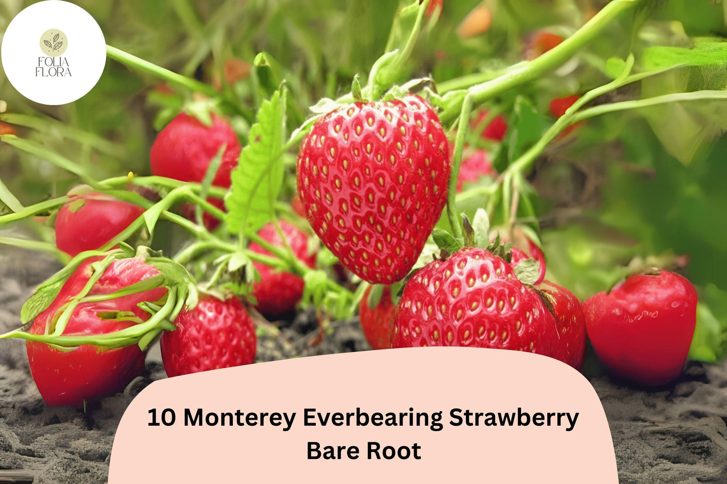 10 Monterey Strawberry Plants | Live Bare Root Everbearing | NON-GMO Fragaria × ananassa Garden Fruit