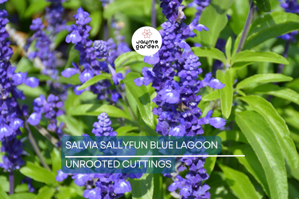 45 Salvia Sallyfun Blue Lagoon Live Plants | Vegetative Cuttings | Hardy Perennial