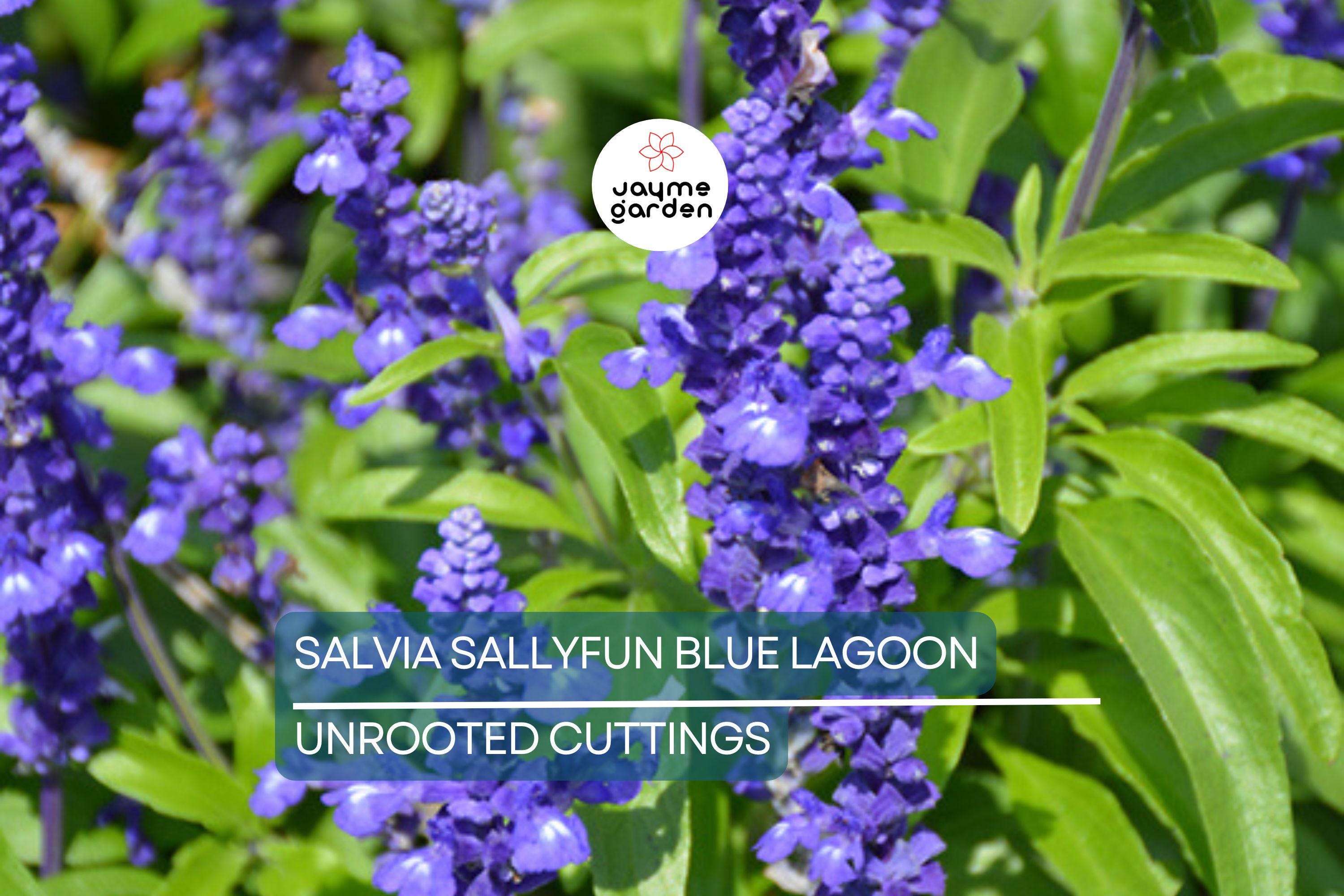45 Salvia Sallyfun Blue Lagoon Live Plants | Vegetative Cuttings | Hardy Perennial