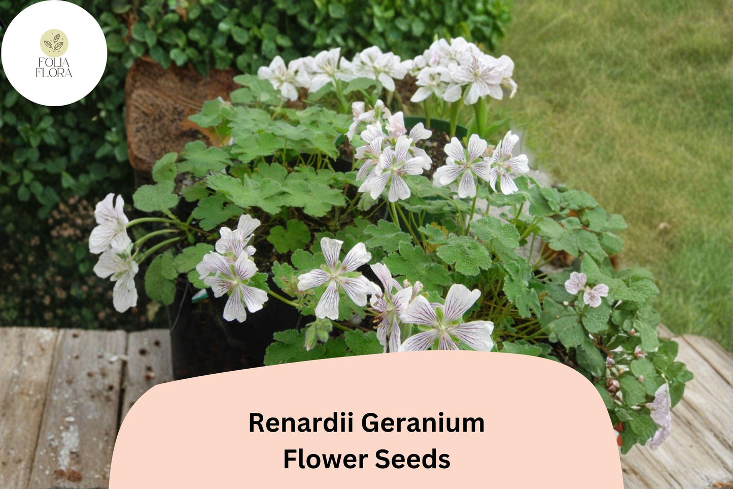 25+ Renardii Geranium Seeds | Hardy Perennial Cranesbill | Geranium renardii Seeds for Garden Borders & Rock Gardens