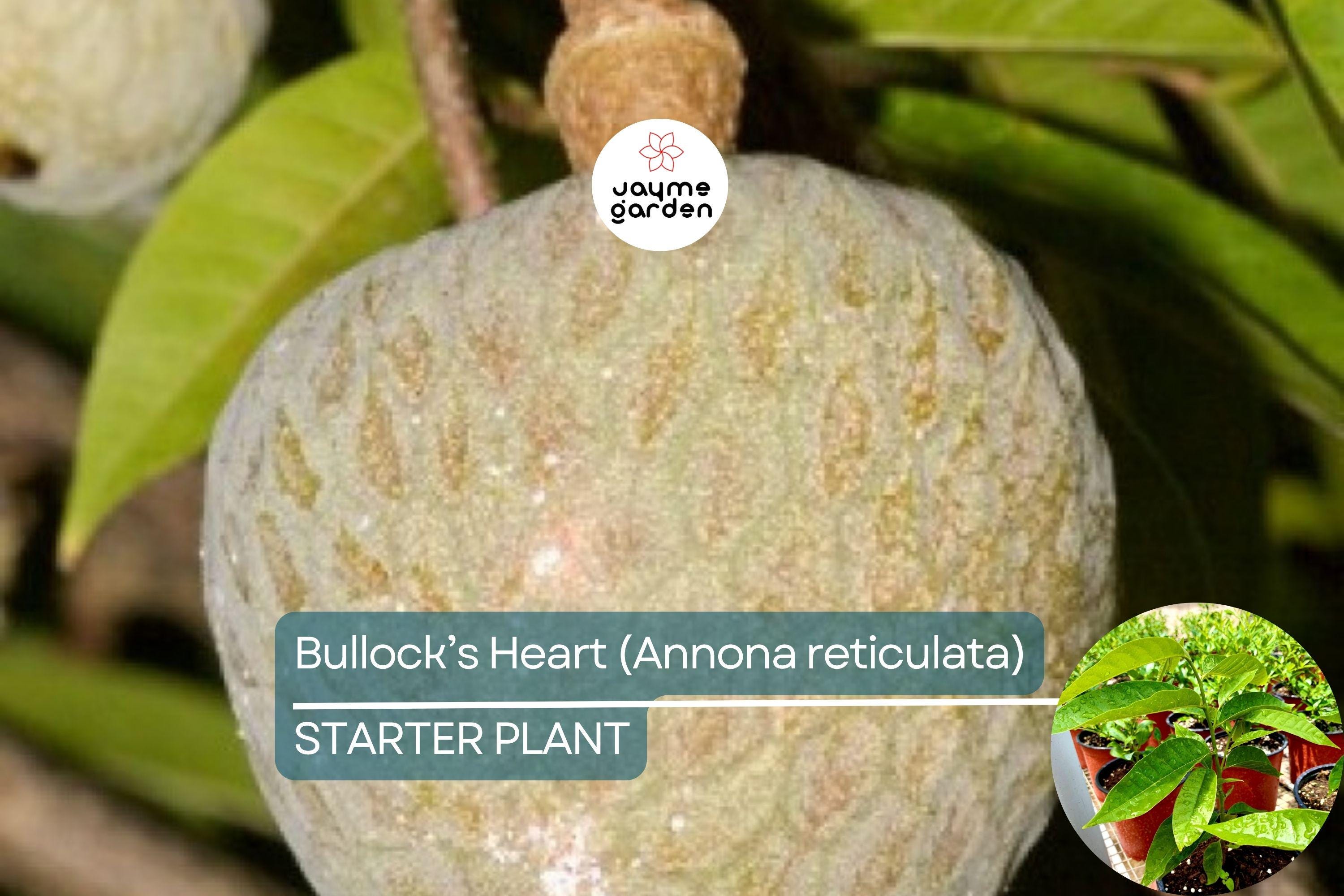 Bullock’s Heart Tree (Annona reticulata) Tropical Fruit Tree 12"-24" Starter | Unique Heart-Shaped Fruit, Sweet & Creamy Flavor