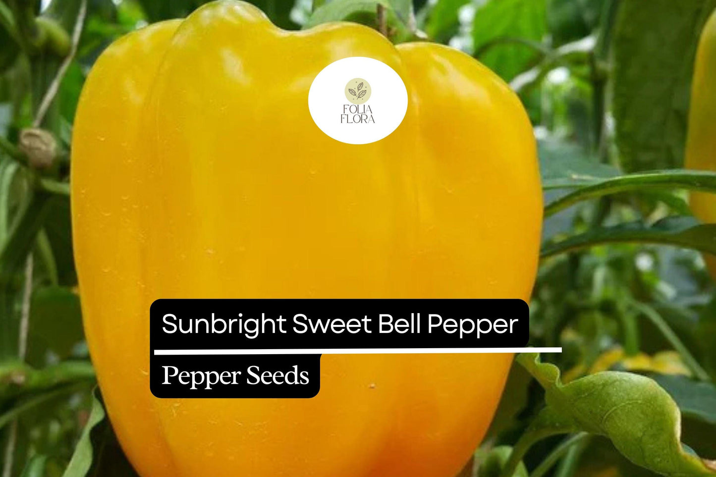 20 Sunbright Sweet Bell Pepper Seeds – Capsicum annuum – Yellow Bell Pepper, Non-GMO, Heirloom, Mild & Sweet Flavor