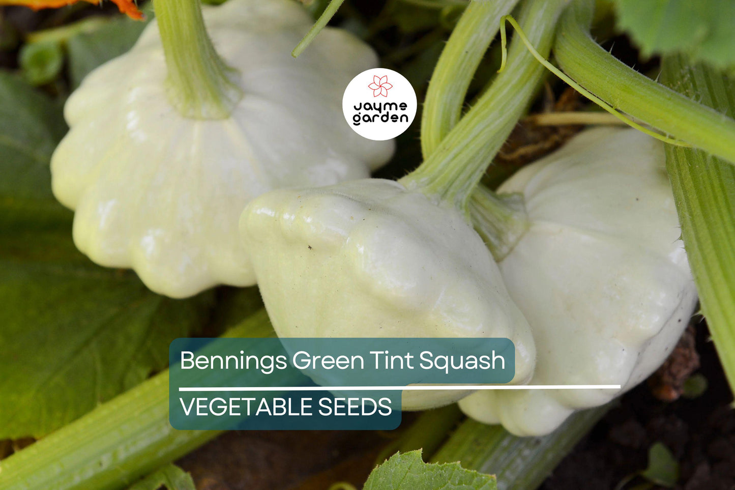 30 Benning’s Green Tint Squash Seeds – Heirloom, Non-GMO, High-Yield Patty Pan