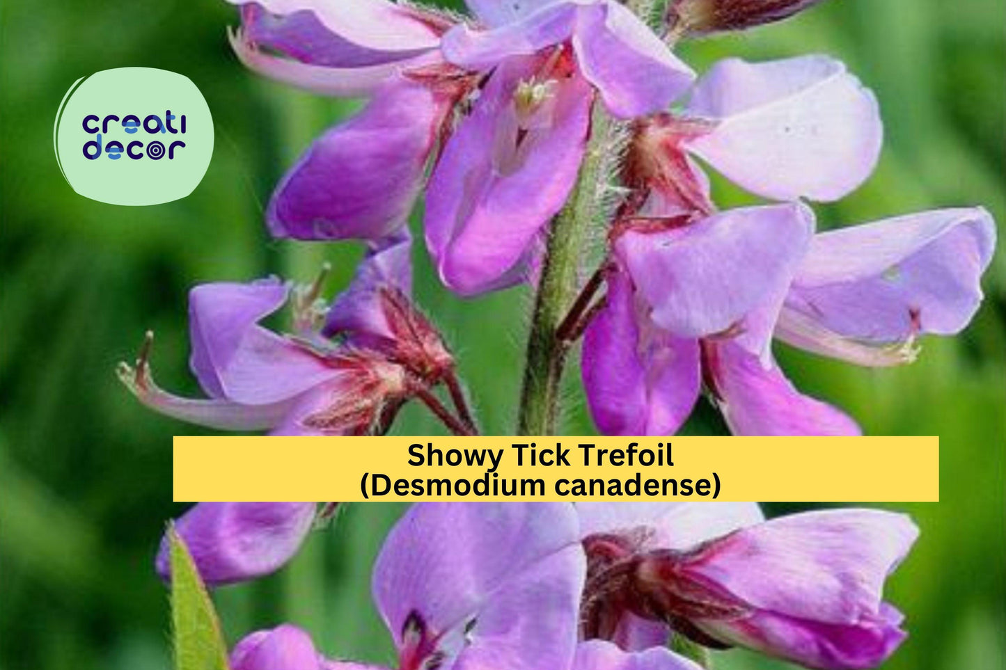 Showy Tick Trefoil Seeds (Desmodium canadense) – 25 Native Legume Seeds | Pollinator Friendly | Purple Blooms | Nitrogen Fixer