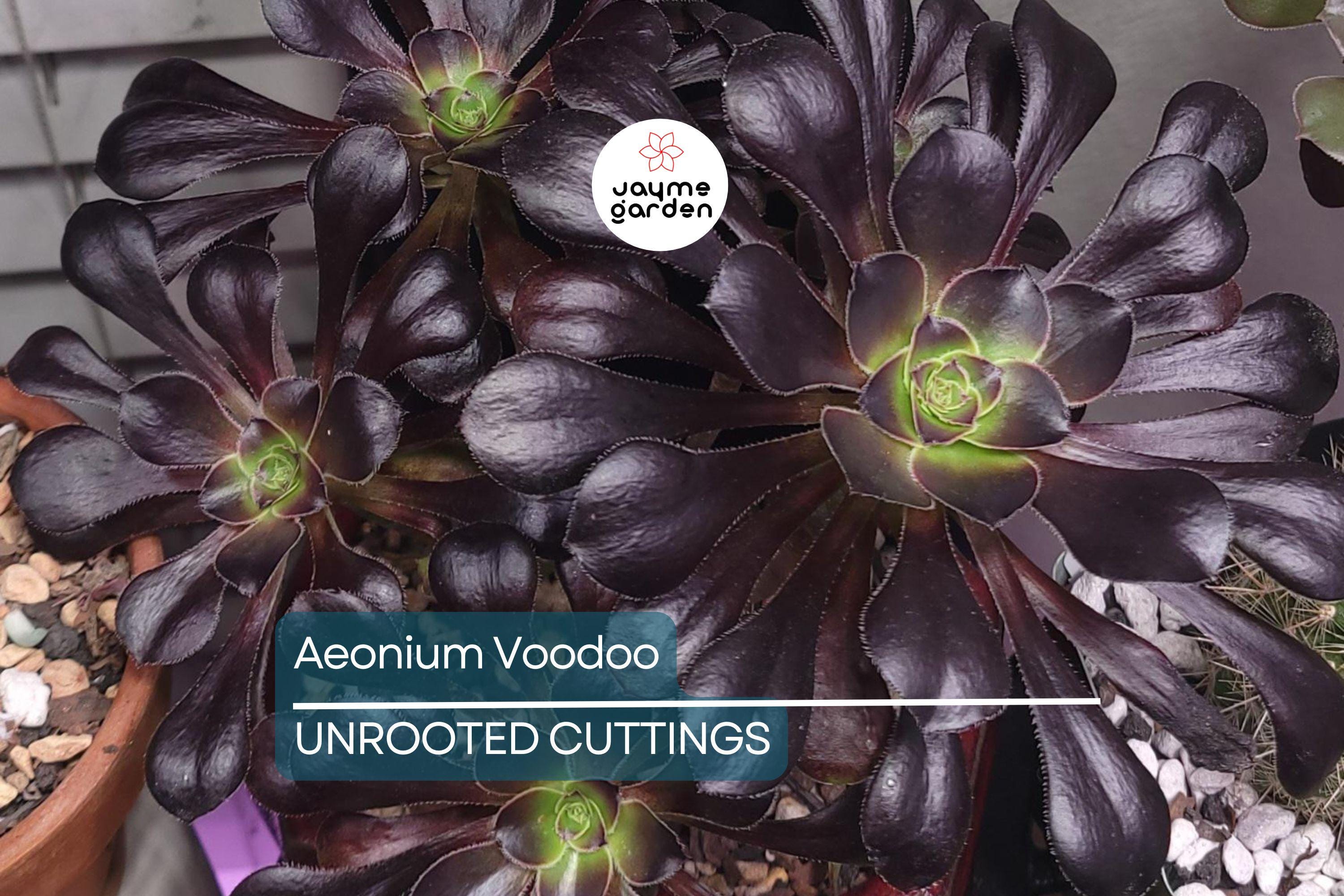 Aeonium ‘Voodoo’ Cutting | Rare Succulent with Deep Purple Rosettes | Easy to Grow