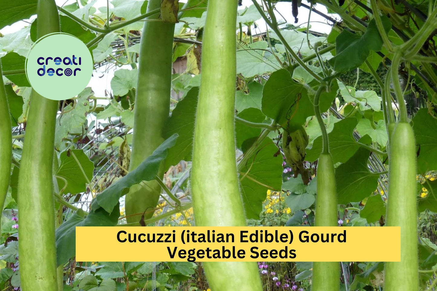 2pcs of 10 Seeds Cucuzzi Italian Edible Gourd – Long Light Green Squash for Cooking, Trellising, and Summer Gardens Seeds for Planting