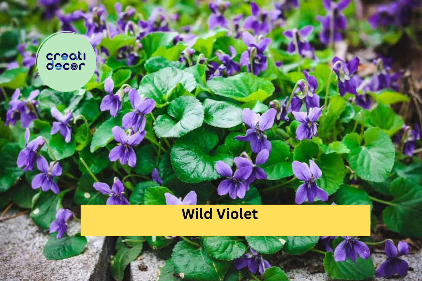 Wild Violet Live Plants | 20+ Rooted Perennial Starters | Viola spp. Hardy Groundcover with Purple Spring Flowers for Gardens