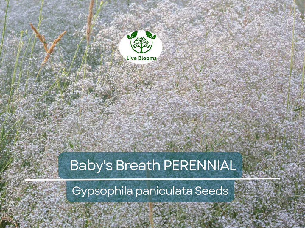 200 Seeds Baby's Breath PERENNIAL Gypsophila paniculata, Classic Cut Flowers, Pollinator-Friendly, Non-GMO, Fragrant White Flowers