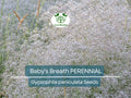 200 Seeds Baby's Breath PERENNIAL Gypsophila paniculata, Classic Cut Flowers, Pollinator-Friendly, Non-GMO, Fragrant White Flowers