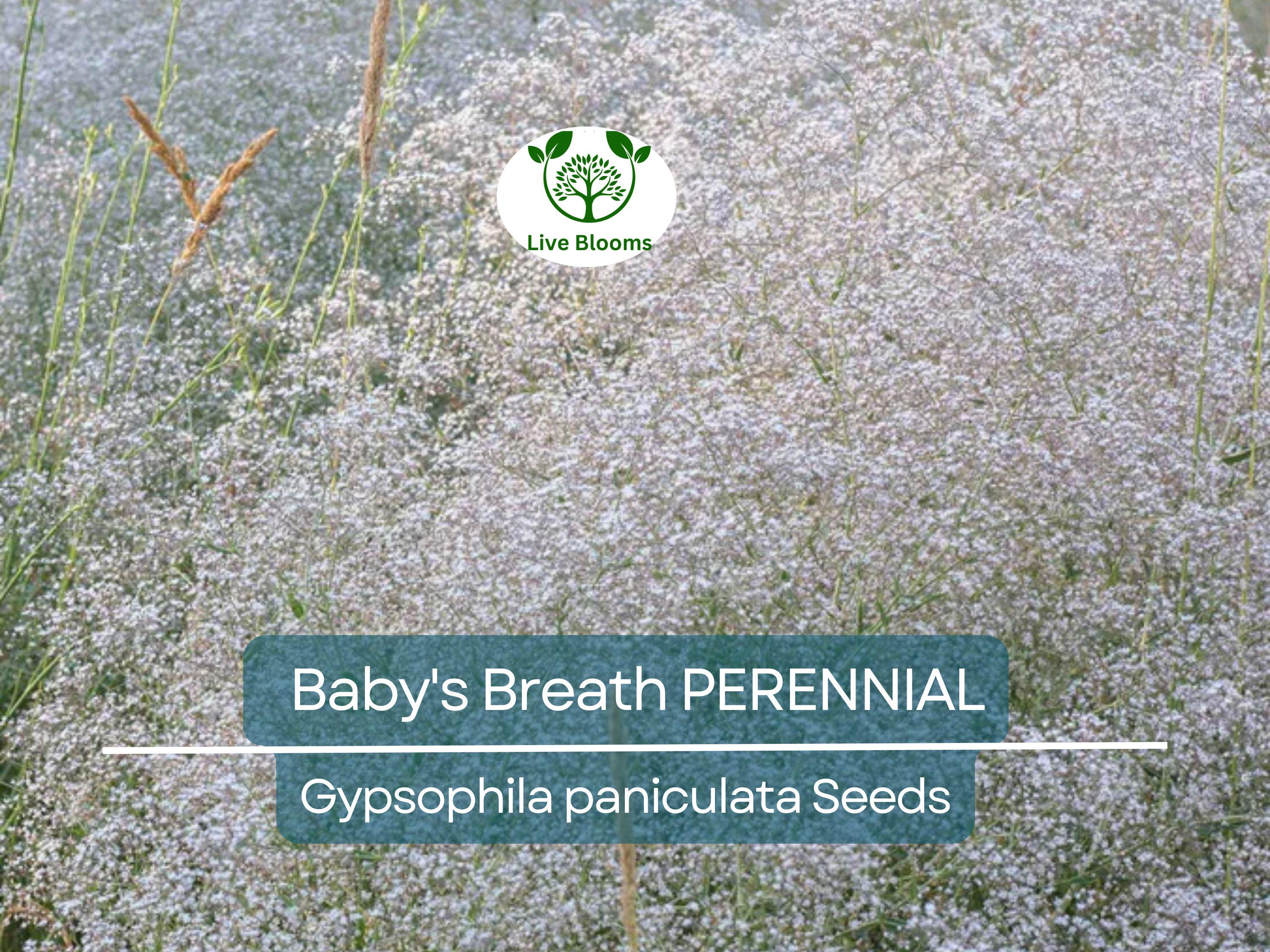 200 Seeds Baby's Breath PERENNIAL Gypsophila paniculata, Classic Cut Flowers, Pollinator-Friendly, Non-GMO, Fragrant White Flowers