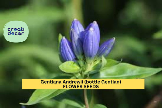 3pcs of 100mg Bottle Gentian Seeds – Gentiana andrewsii Native Blue Wildflower for Pollinator & Woodland Gardens Seeds for Planting
