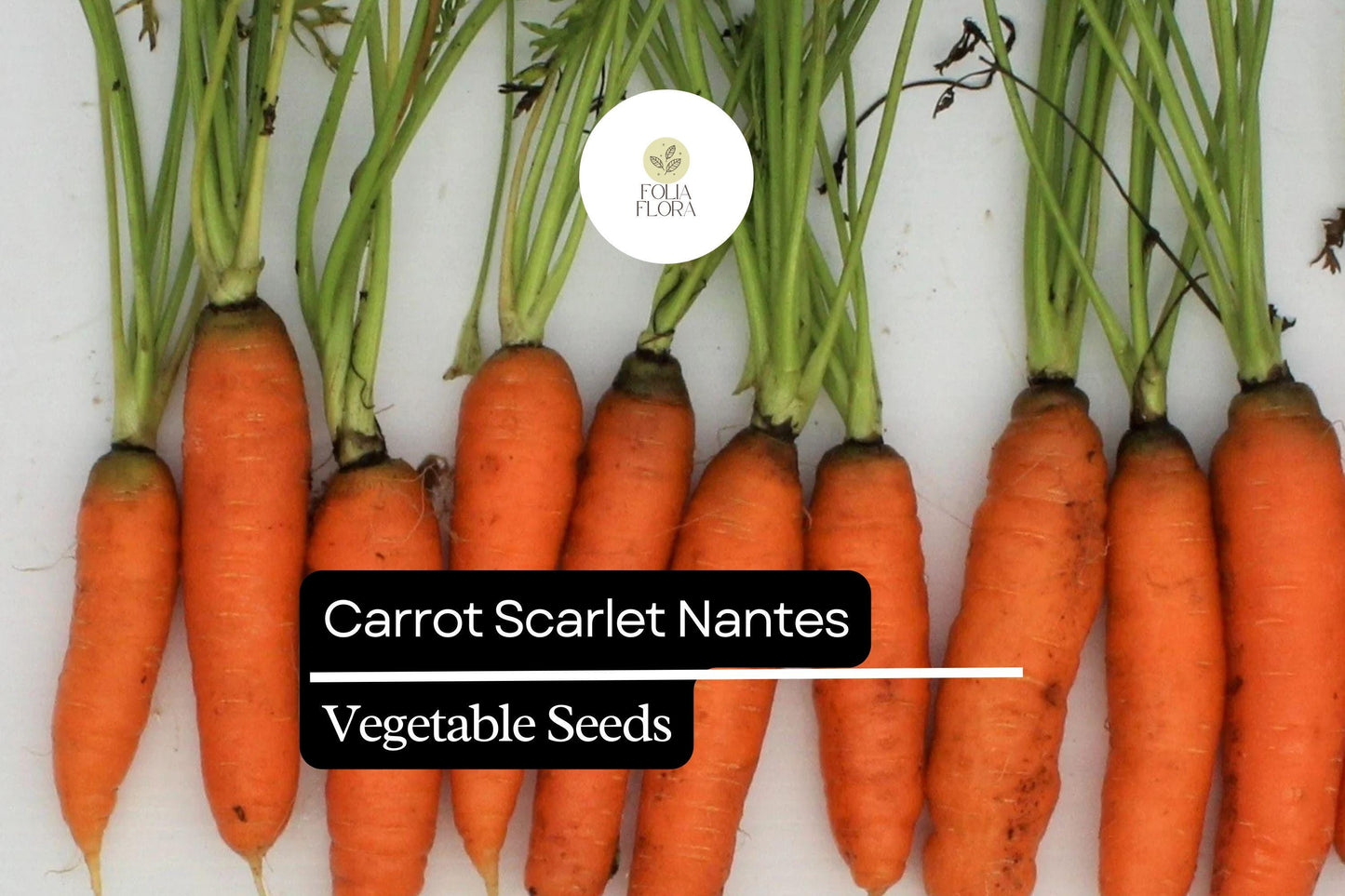 300 Seeds Carrot Scarlet Nantes, Sweet and Crisp Heirloom Carrots, Perfect for Gardens