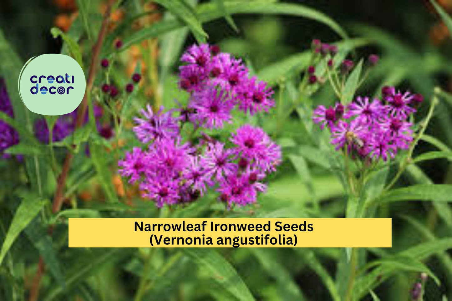 Narrowleaf Ironweed Seeds (Vernonia angustifolia) – 100 Seeds – Purple Native Wildflower for Pollinator and Meadow Gardens