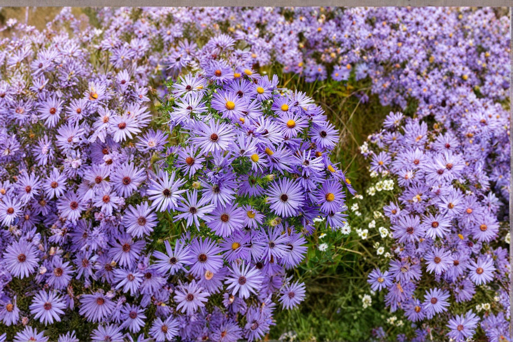 Aromatic Aster – Symphyotrichum oblongifolium 100 Seeds | Native Wildflower | Open-Pollinated