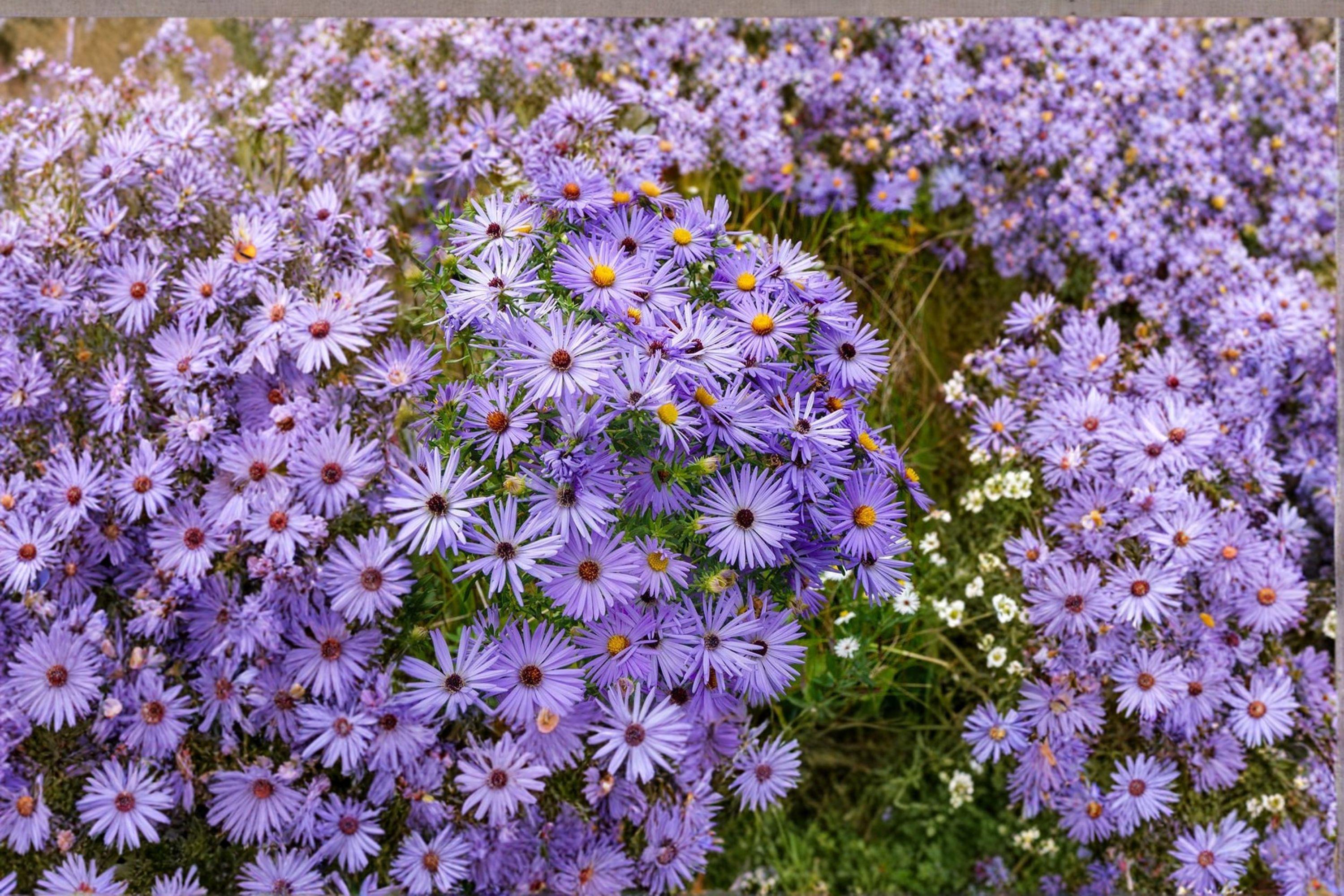 Aromatic Aster – Symphyotrichum oblongifolium 100 Seeds | Native Wildflower | Open-Pollinated