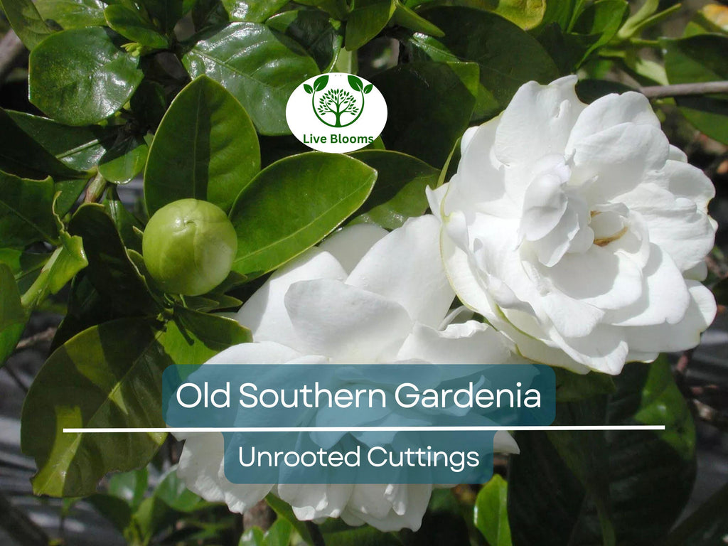 12 Unrooted Cuttings Old Southern Gardenia, 63-Year-Old Plant, Fragrant Flowers, Ideal for Propagation, Grow Your Own Gardenia Plant