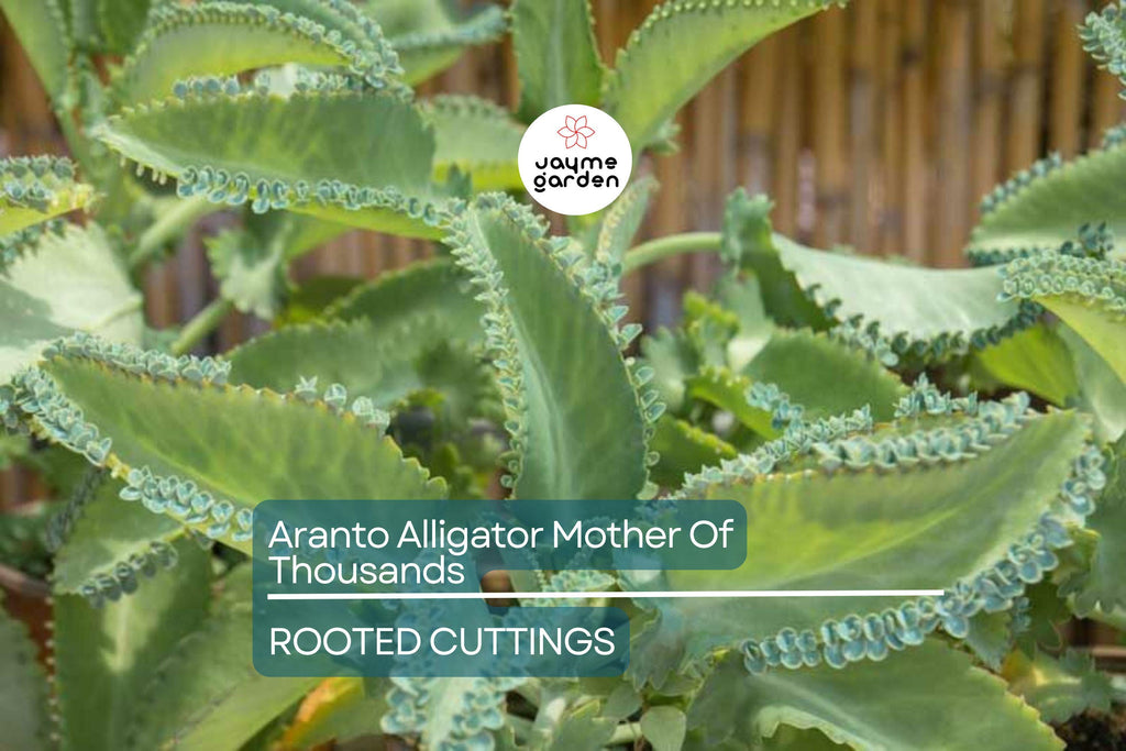 100 Aranto Alligator Plants - Mother of Thousands Succulent - 1-3” Rooted Plants, Easy to Grow, Perfect for Succulent Gardens
