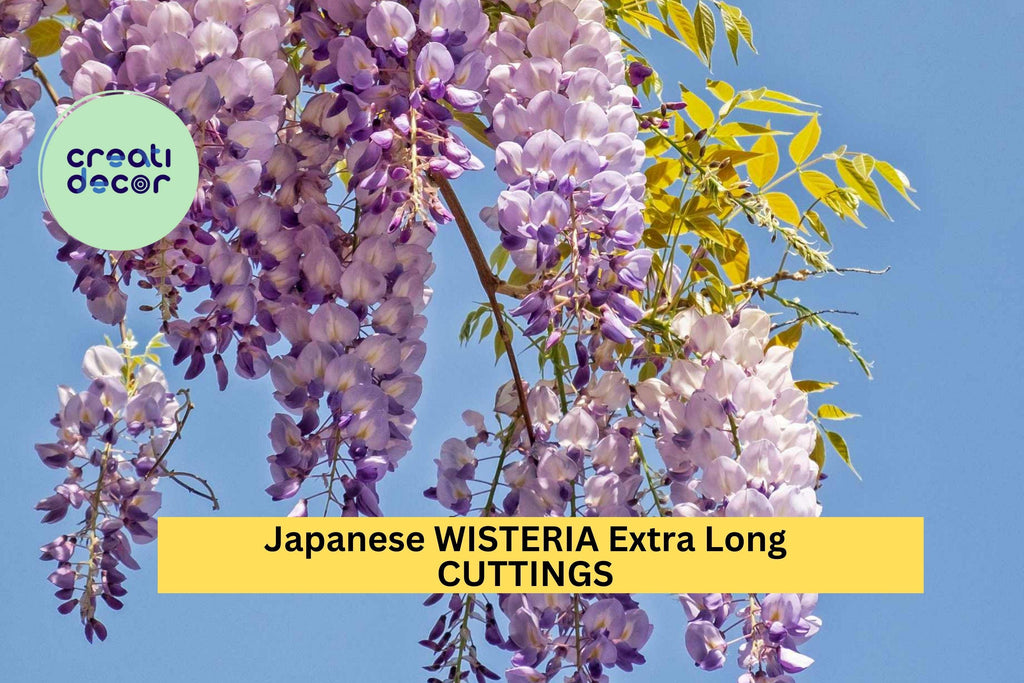 Japanese Wisteria Cuttings 10 Pcs – Long Fragrant Purple Flowers for Planting | Hardy Vine for Pergolas, Trellises, or Garden Arbors
