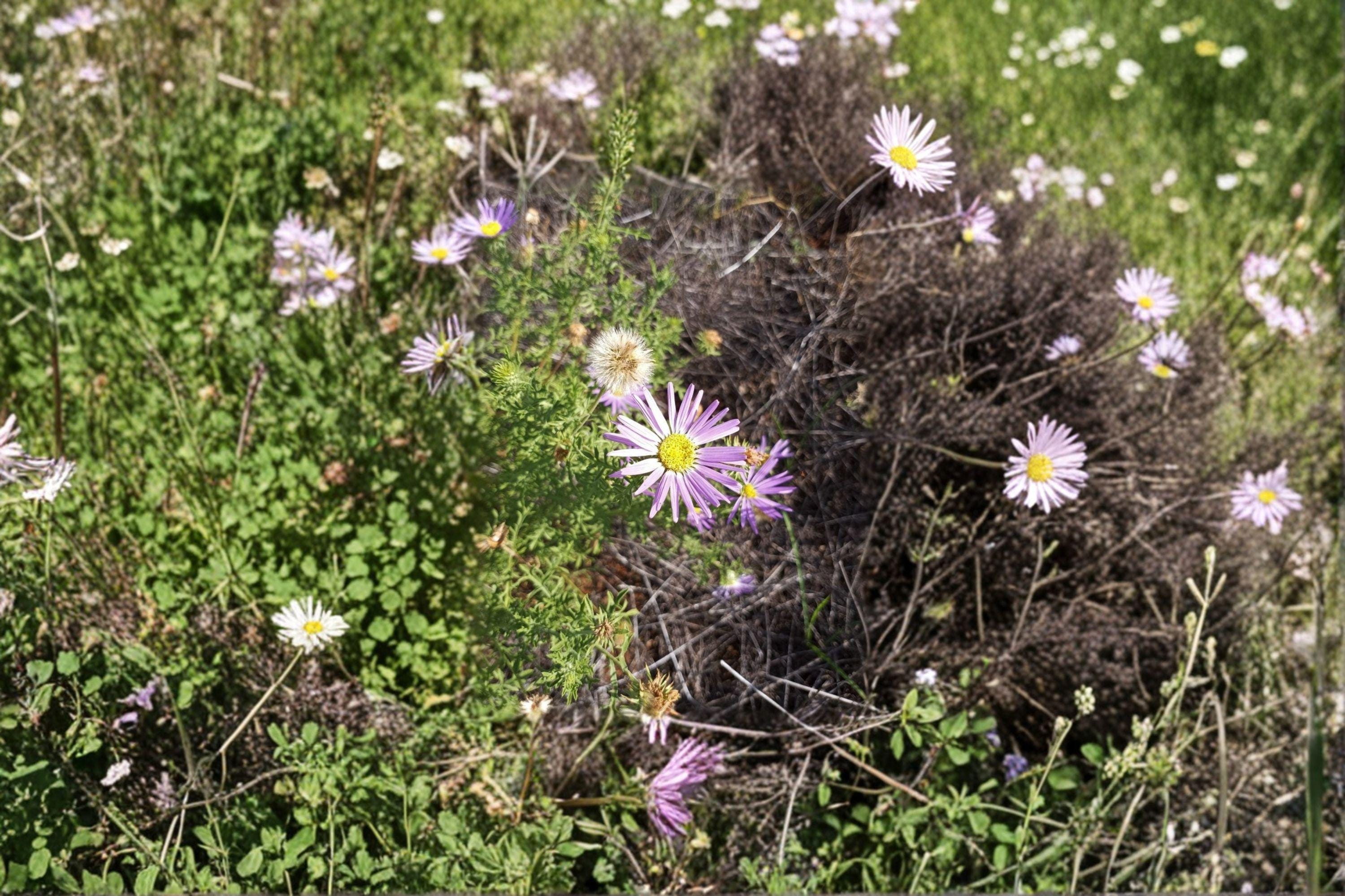 Tahoka Daisy – Machaeranthera tanacetifolia Seeds | 100 Seeds | Purple Prairie Wildflower | Drought-Tolerant Pollinator Plant