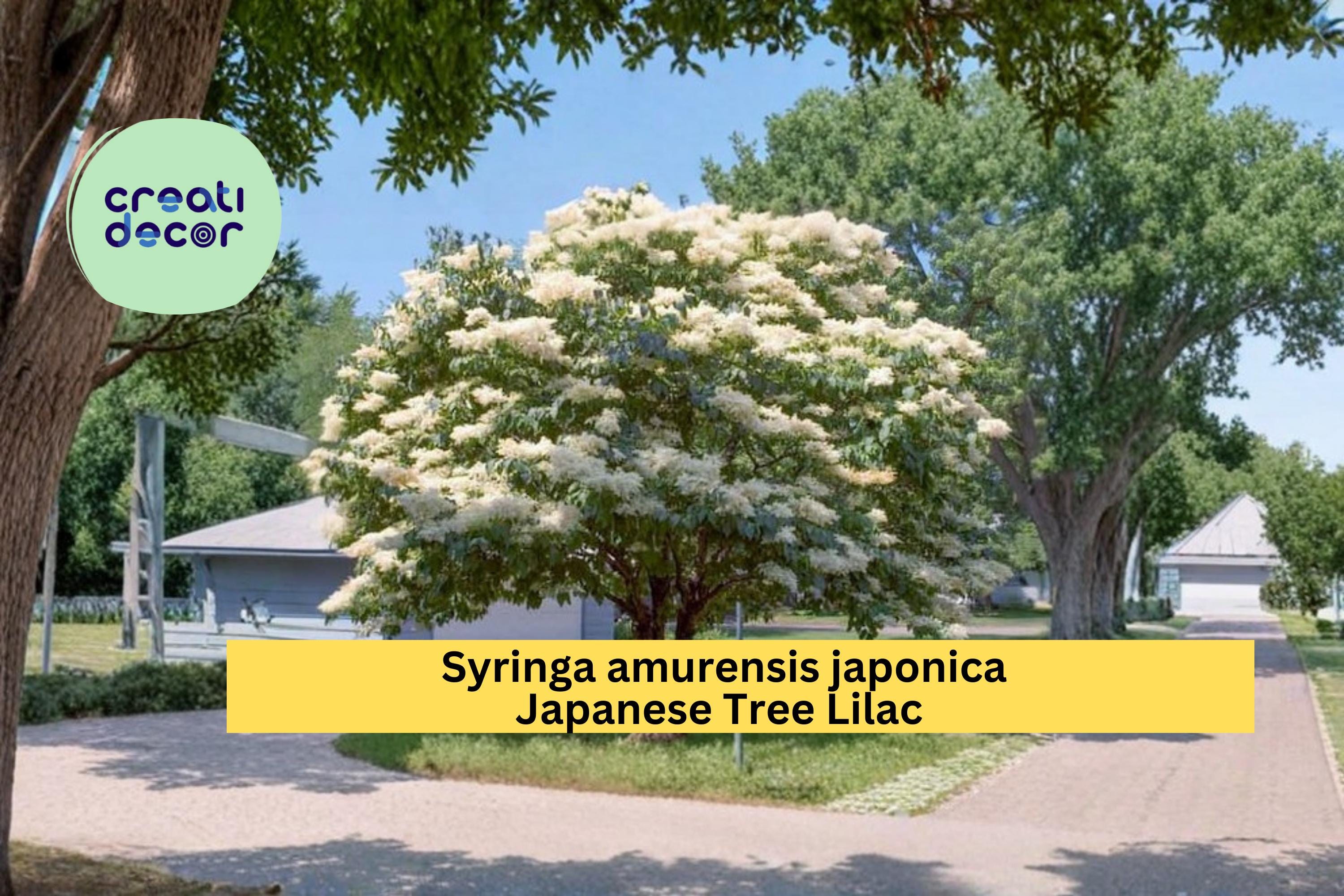 Japanese Tree Lilac Seeds Syringa amurensis japonica 10 Count Hardy Fragrant White Flower Tree Seeds
