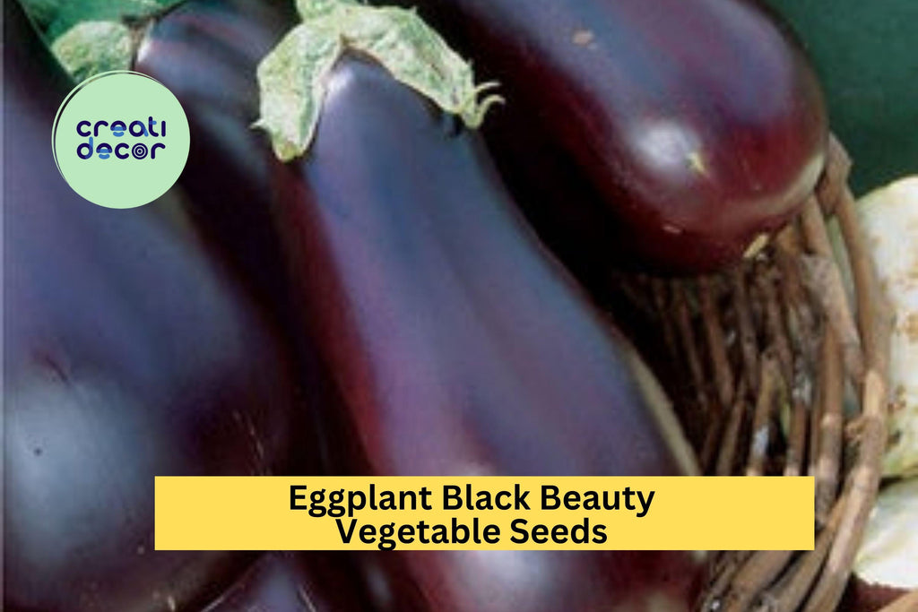 3pcs of 300mg Black Beauty Eggplant Seeds – Heirloom Variety for Large, Glossy Purple Fruit in Summer Vegetable Gardens Seeds for Planting